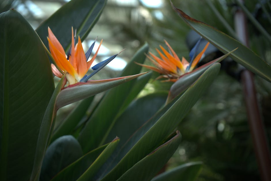 Conservatory Roofs grants in Southport