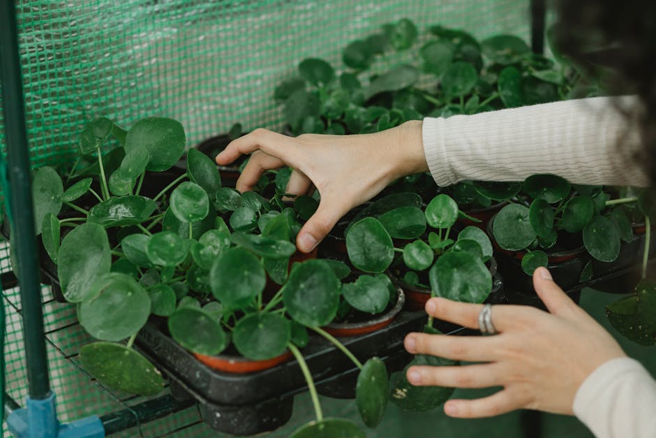 Conservatory Roofs grants in Colchester