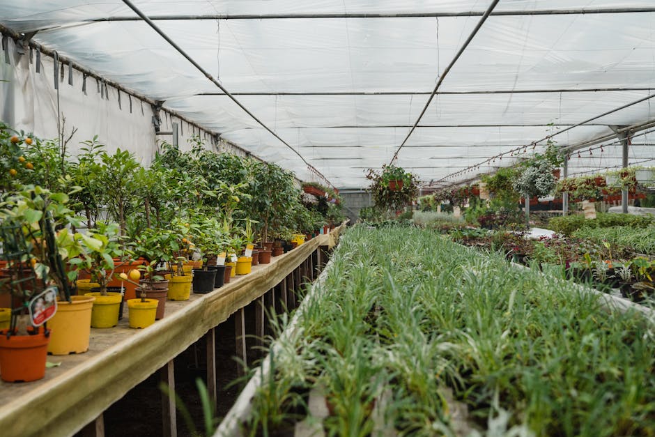 Conservatory Roofs grants in Hereford