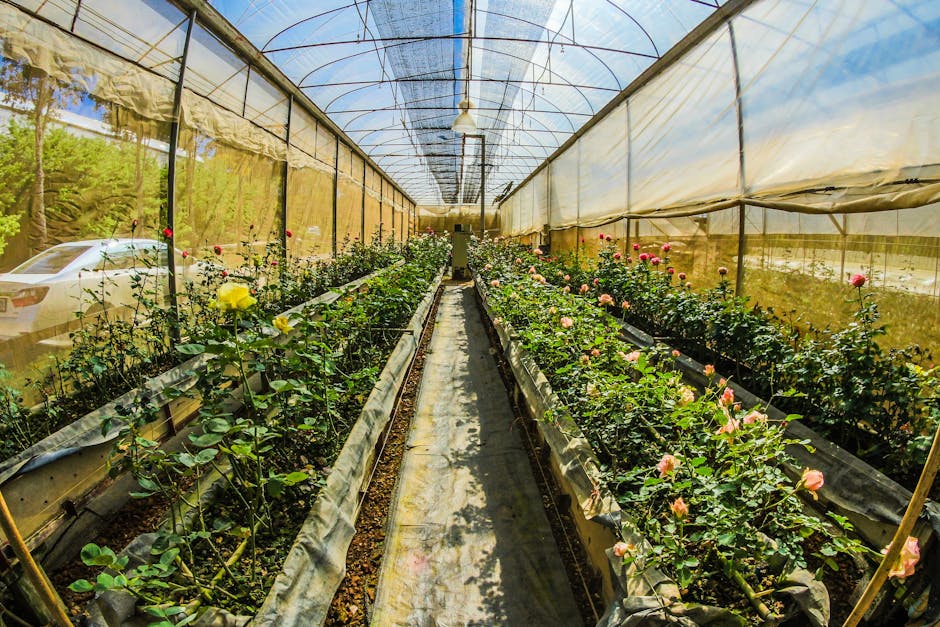 Conservatory Roofs grants in Ipswich